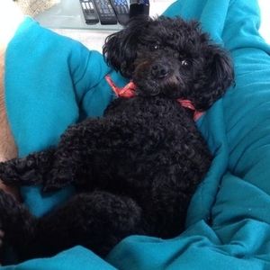 Meet your Posher, Alain